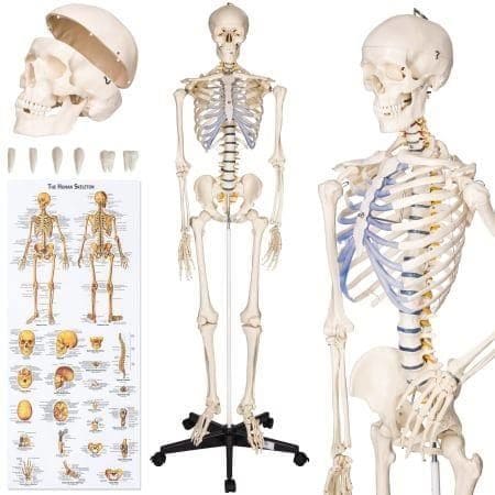 Anhang medizinaltechnik-menschliches-modell-skelett-anatomie.jpg